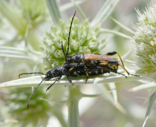 Stenopterus ater